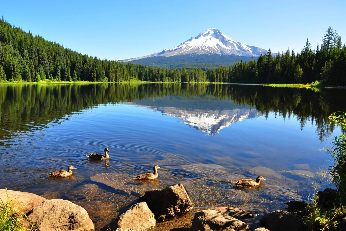 A scenic view featuring a serene mountain lake surrounded by forest, with ducks gliding on the water. The area invites activities like bird watching, hiking, and picnicking—perfect for guests with pets seeking adventure in nature.